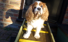 Charlie the cavalier dog, with his high-vis, non-slip decking strip ramp. charlie the cavalier dog high vis non slip decking strip ramp