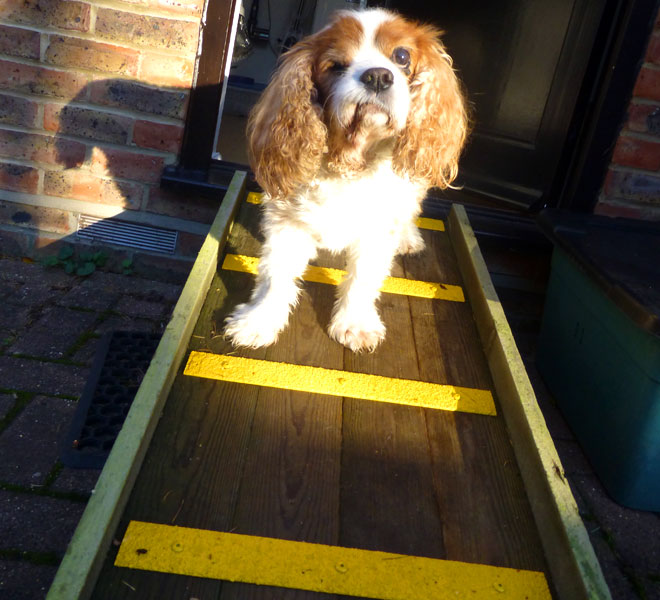 king charles cavalier dog ramp with anti slip decking strips. king charles cavalier dog ramp with anti slip decking strips.