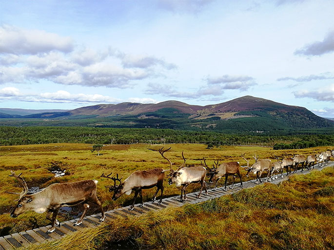 The reindeer love to save energy by taking the easiest path across the hillside. The reindeer love to save energy by taking the easiest path across the hillside.