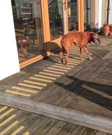 Anti-slip decking strips - pets approved! Anti-slip decking strips - pets approved!